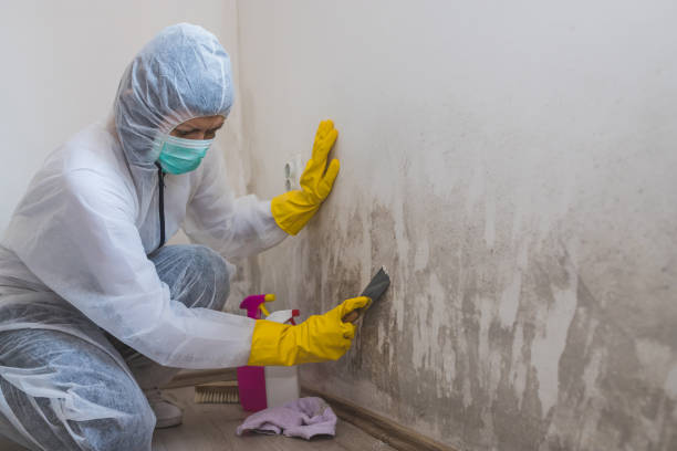 Best Crawl Space Mold Remediation in Chevy Chase, MD