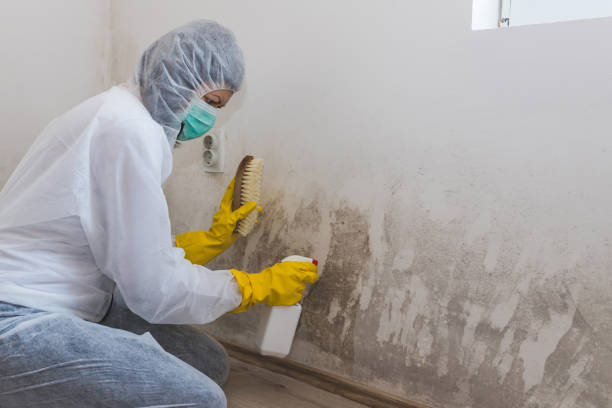 Best Industrial Mold Remediation in Chevy Chase, MD
