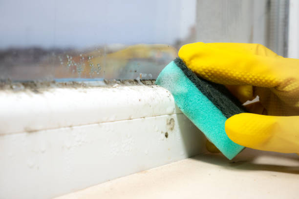Best Bathroom Mold Remediation in Chevy Chase, MD