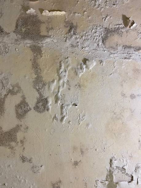 Best Post-Flood Mold Remediation in Chevy Chase, MD