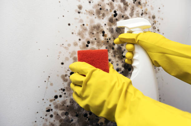 Reliable Chevy Chase, MD Mold Remediation Solutions