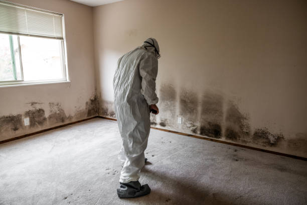 Best Basement Mold Remediation in Chevy Chase, MD