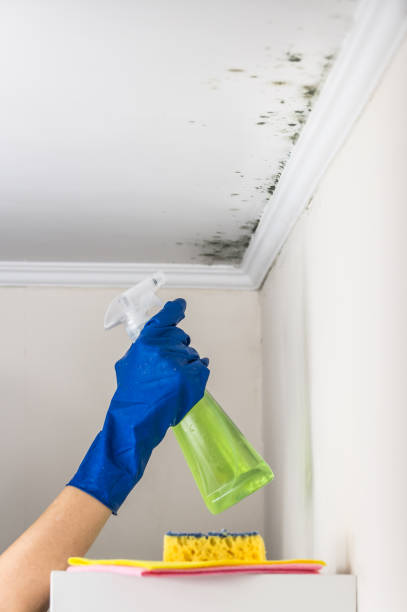 Best Mold Testing and Inspection Services in Chevy Chase, MD
